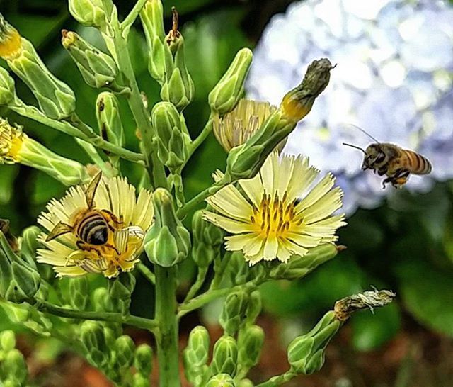 animals in the wild, animal themes, wildlife, insect, one animal, flower, pollination, nature, close-up, focus on foreground, beauty in nature, petal, plant, bee, symbiotic relationship, two animals, butterfly - insect, growth, freshness, fragility