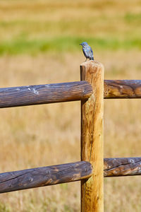 Close-up of bird perching on wooden post