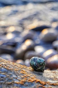 Close-up of shell on rock