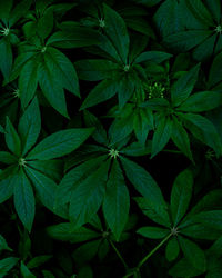 Full frame shot of green leaves