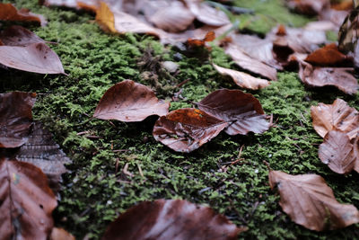 Close-up of dry leaves on field
