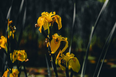 Close-up of yellow flowering plant