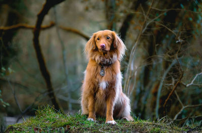 Dog in forest