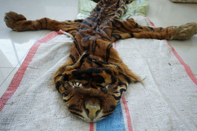 High angle view of cat resting on bed