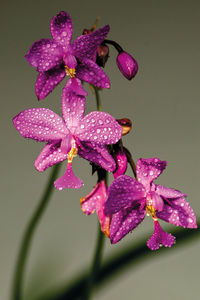 Close-up of wet pink flowering plant