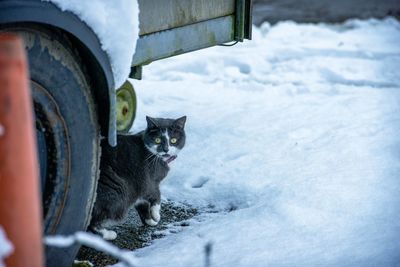 Portrait of cat in winter