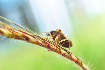 Close-up of spider