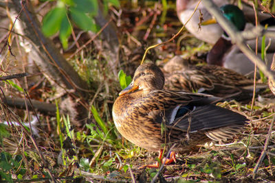 Close-up of bird perching on a field