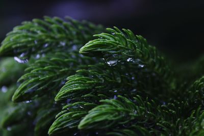 Close-up of wet plant