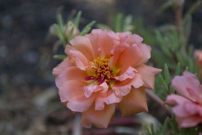 Close-up of pink flower