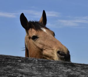 Close-up of a horse against the sky