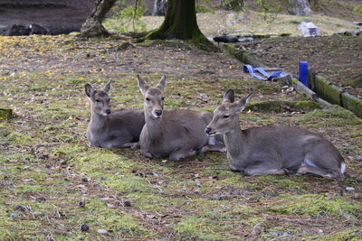 View of sheep on field