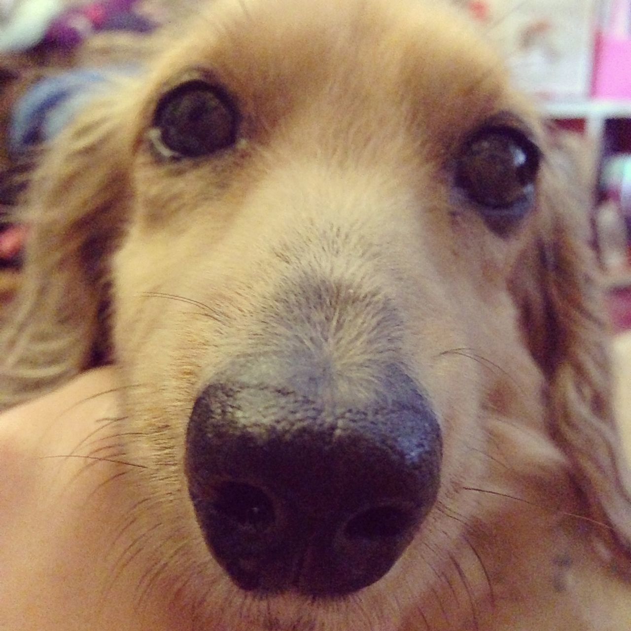 animal themes, one animal, domestic animals, animal head, mammal, close-up, animal body part, portrait, pets, dog, looking at camera, snout, animal nose, indoors, animal eye, focus on foreground, zoology, part of, vertebrate