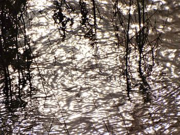 Reflection of trees in lake