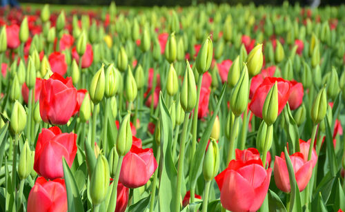 Close-up of red tulips growing on field