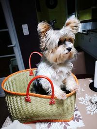 Portrait of dog looking away while sitting in basket