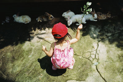 High angle view of girl playing with rabbits during sunny day