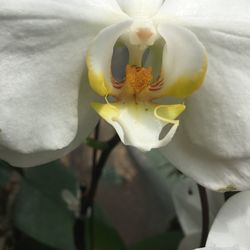 Close-up of white flower