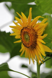 Close-up of sunflower