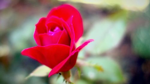 Close-up of pink flower blooming outdoors