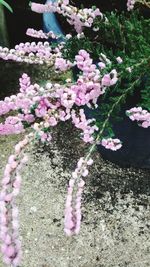 Close-up of pink flowers