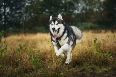 Dog running on field