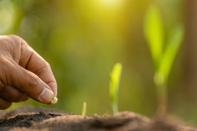 Close-up of hand holding plant