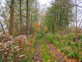 View of trees in forest