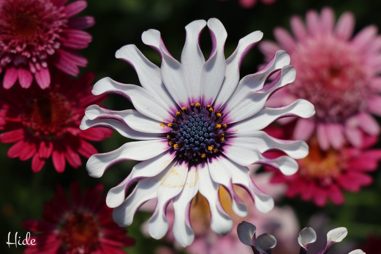 CLOSE-UP OF PINK FLOWER BLOOMING OUTDOORS