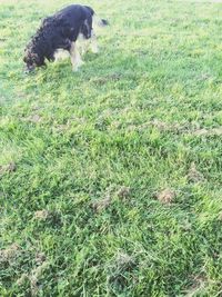 Dog on grassy field