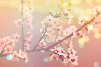 Close-up of pink cherry blossoms in spring