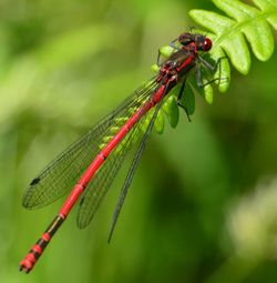 Close-up of dragonfly on leaf