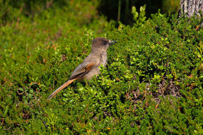 Close-up of bird perching on grass