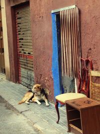 Dog sitting in front of built structure