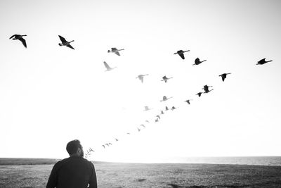 Low angle view of birds flying above the sky