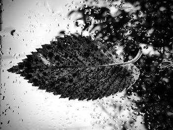 High angle view of wet plant leaves during rainy season