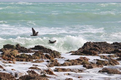 Seagulls flying over sea shore