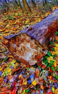 Close-up of tree stump in forest during autumn