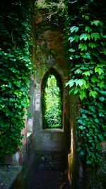 Ivy growing on stone wall