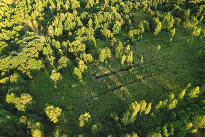 High angle view of trees growing on field