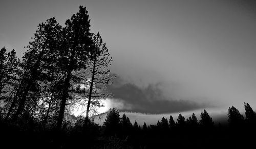 Low angle view of silhouette trees against sky