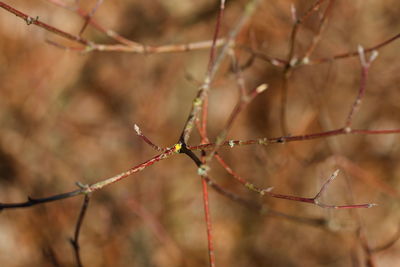 twig