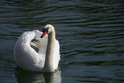 Swan floating on lake