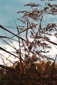 Close-up of wilted plant on field against sky