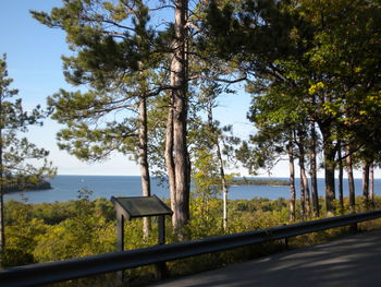 Trees by sea against sky