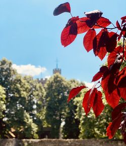 Close-up of red flowering plant against sky