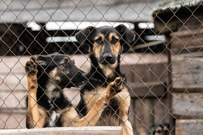 View of a dog looking through fence