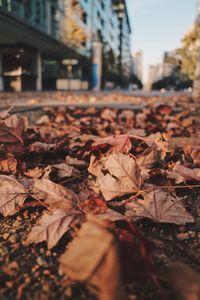 Close-up of dry maple leaves on road