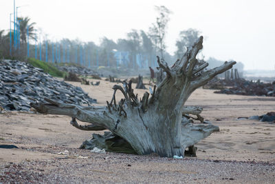 Dead tree on beach against sky