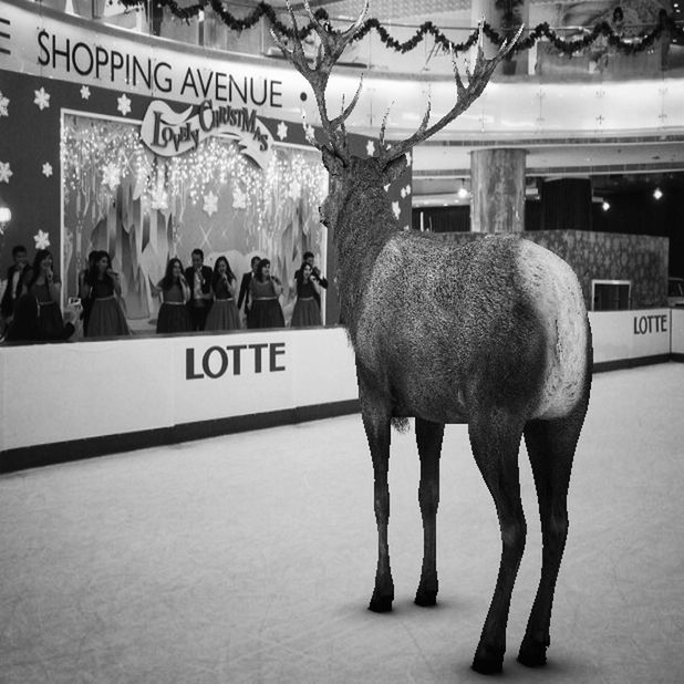 animal themes, domestic animals, mammal, text, standing, one animal, street, walking, horse, full length, two animals, western script, outdoors, livestock, road, day, side view, incidental people, rear view, pets